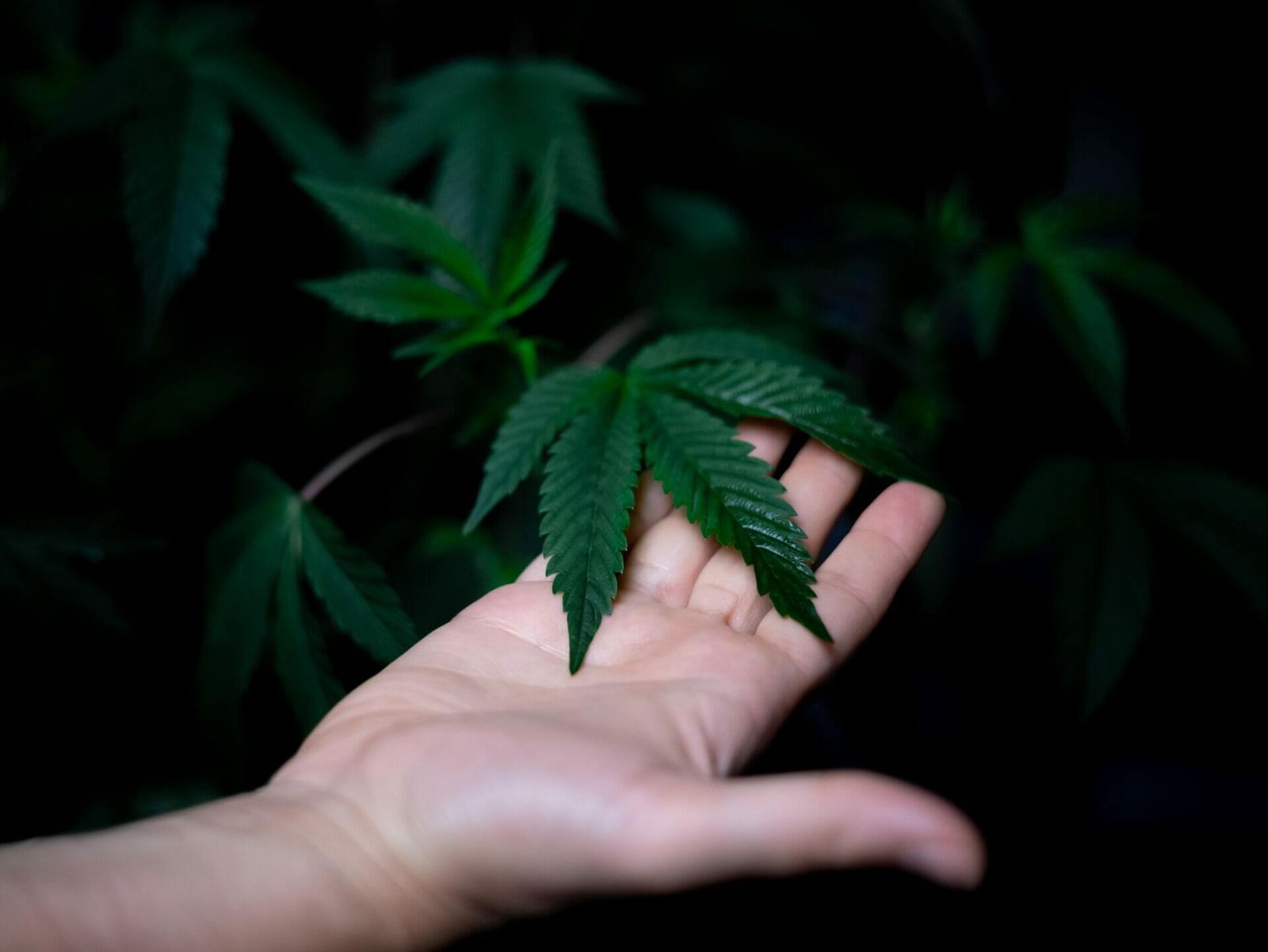 Hochtechnologischer Anbau von medizinischem Cannabis
