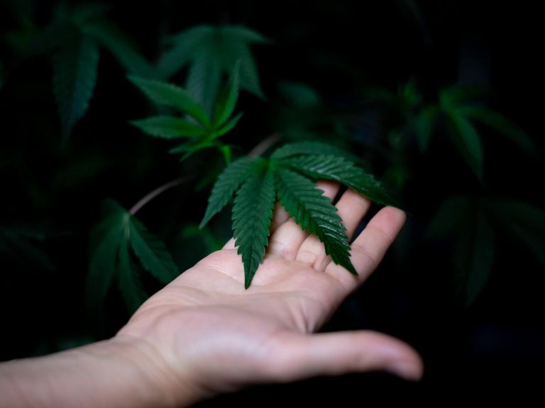 Hochtechnologischer Anbau von medizinischem Cannabis