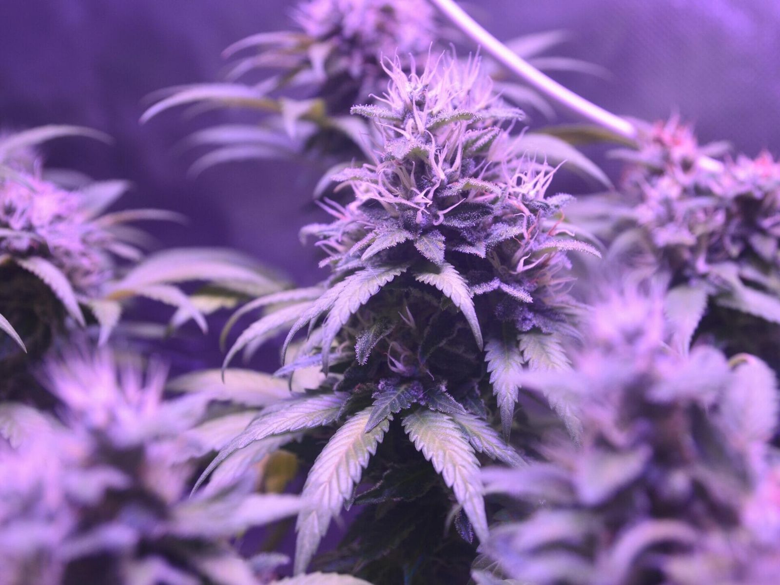 β-Caryophyllen