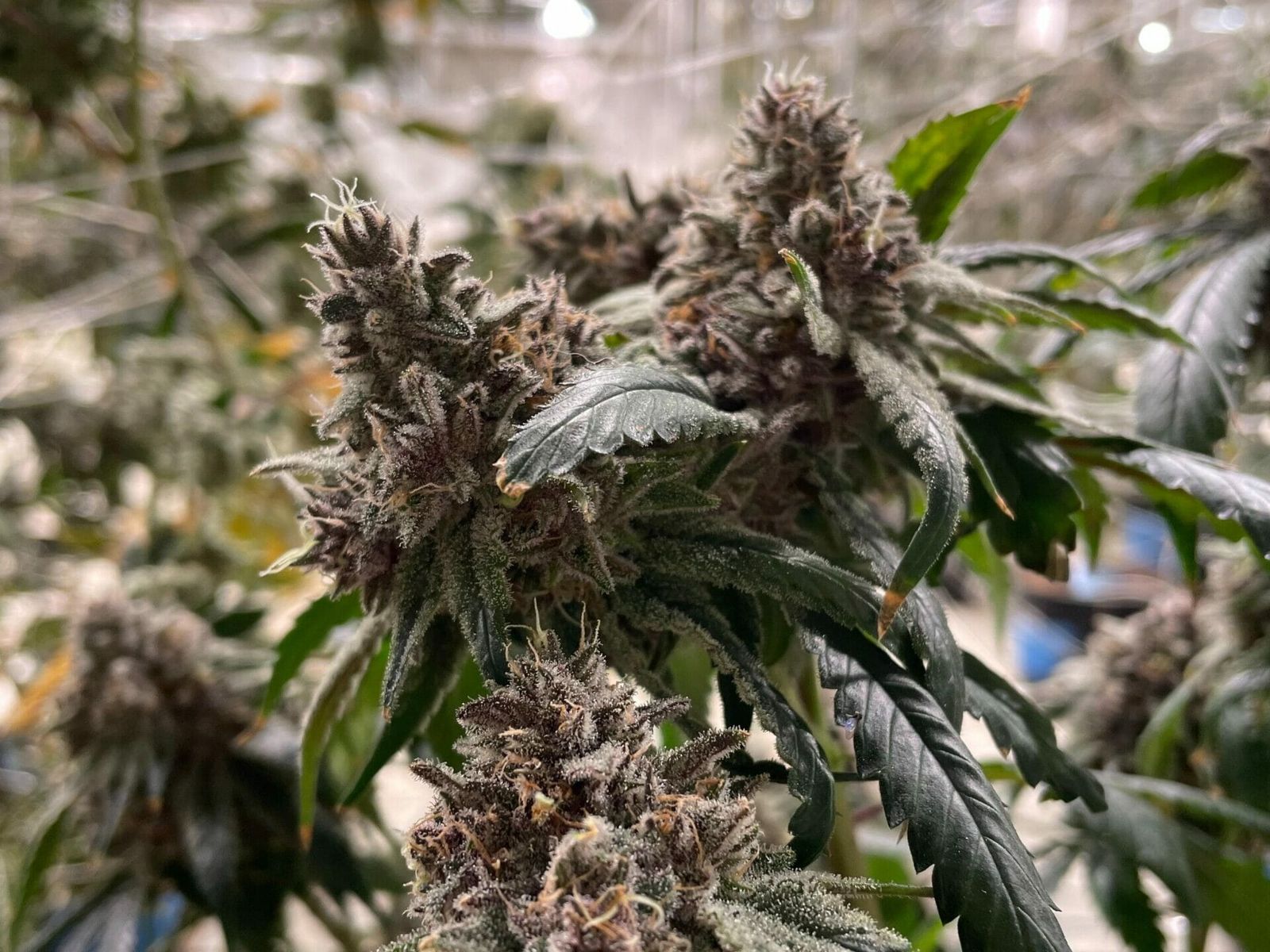 Lagerung von medizinischem Cannabis