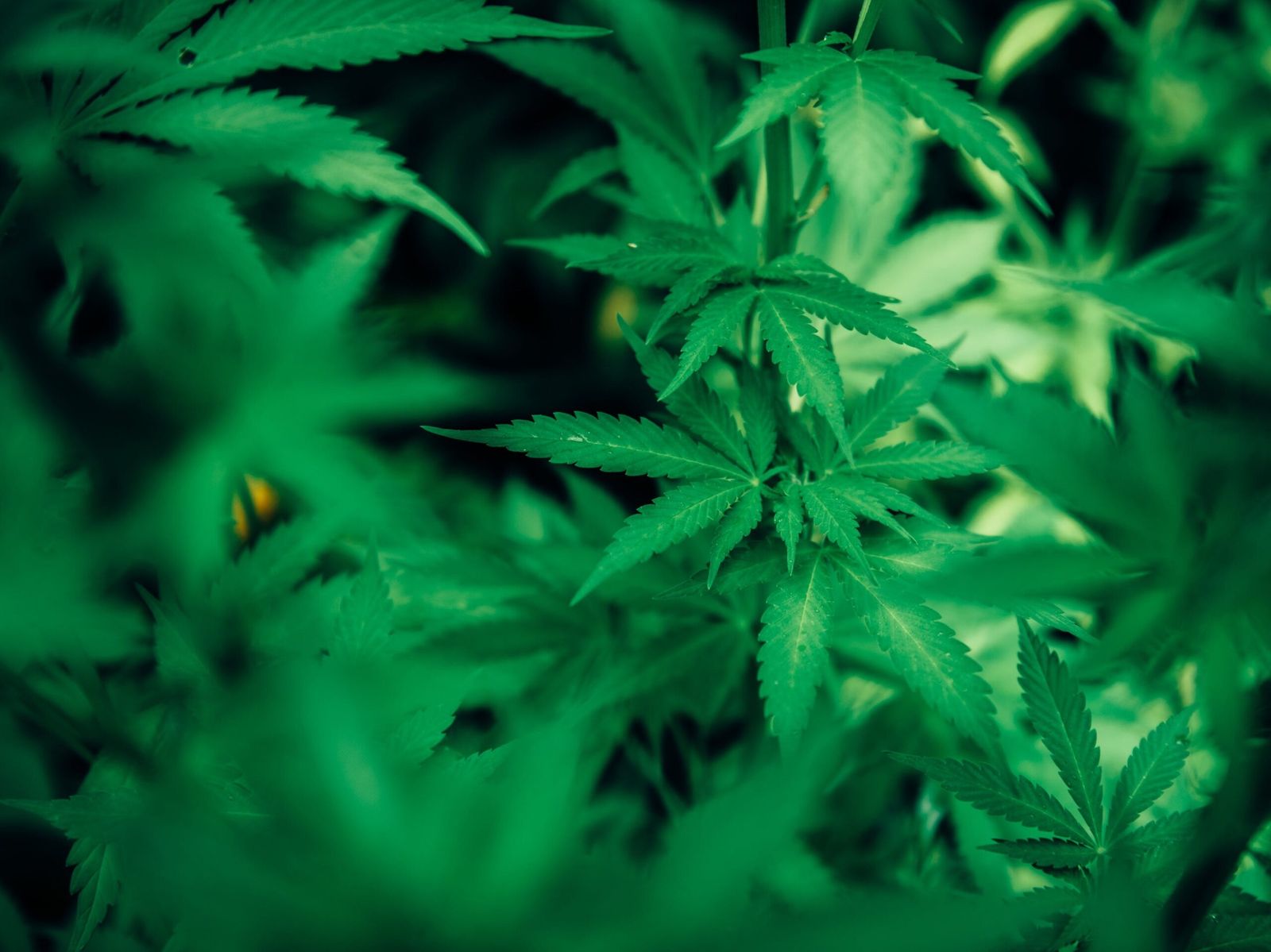 CBD