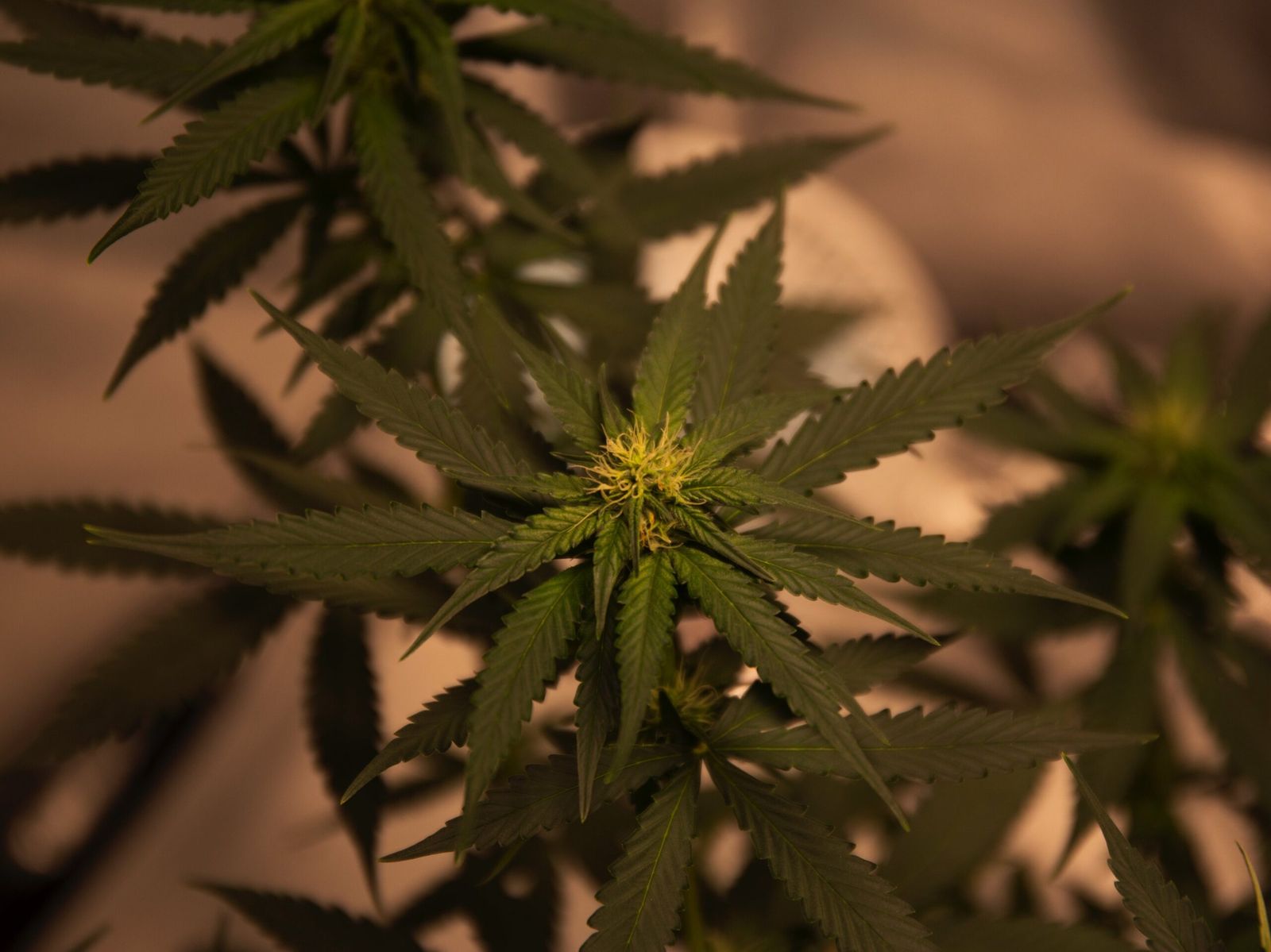 Cannabisgesetz 01.04.