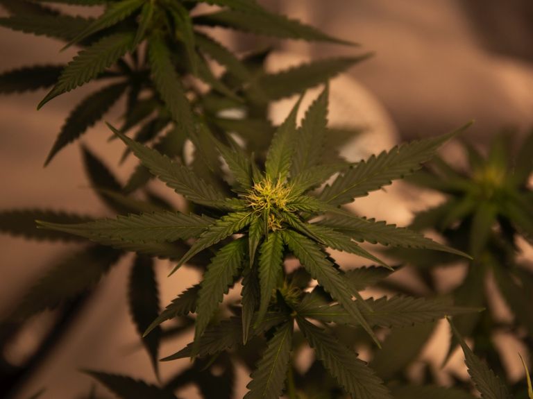 Cannabisgesetz 01.04.