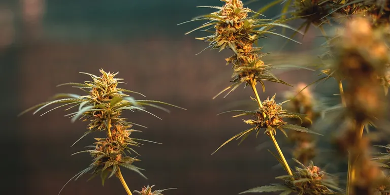 Cannabisblüten wachsend am Strauch