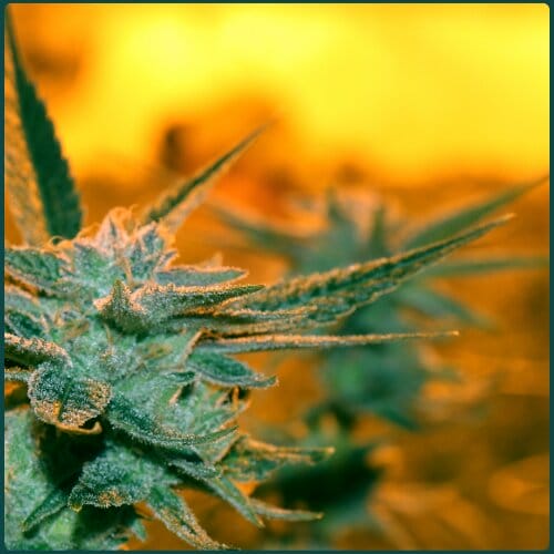 Chemdawg