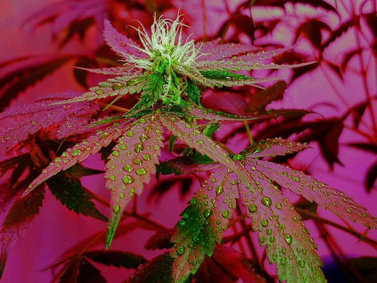 Flavonoide in Cannabis