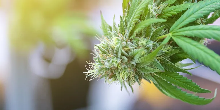 Gelato 33 Cannabispflanze