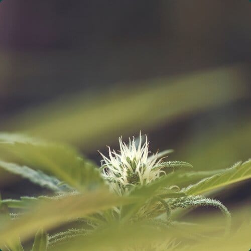 Kleine Cannabisblüte mit Blättern
