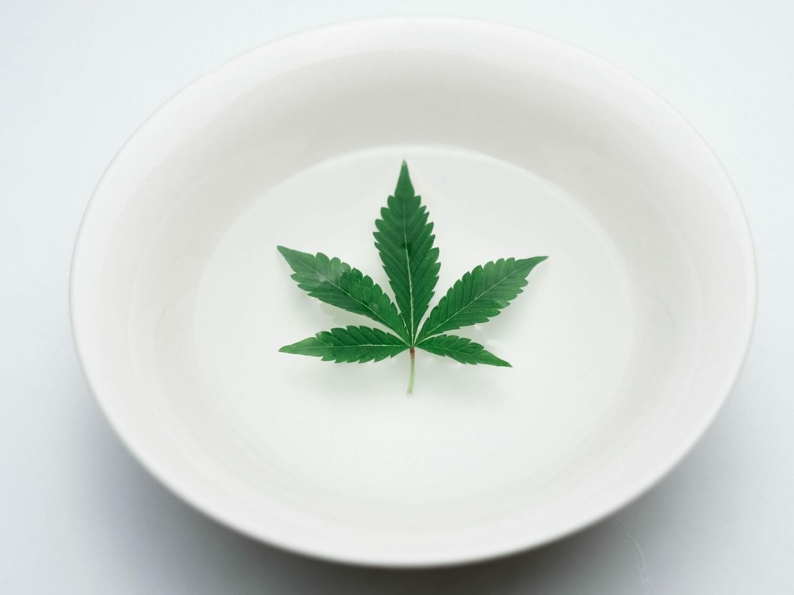 Cannabismessen in Deutschland