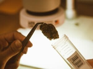 Terpene in Cannabis