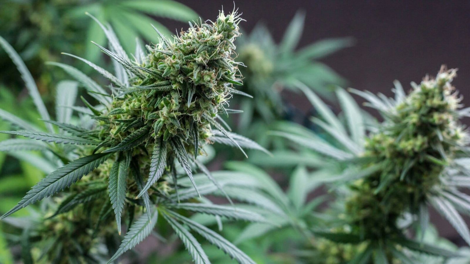 Cannabisblüte auf dunklem Hintergrund.