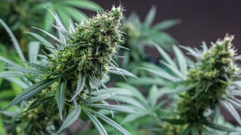 Cannabisblüte auf dunklem Hintergrund.