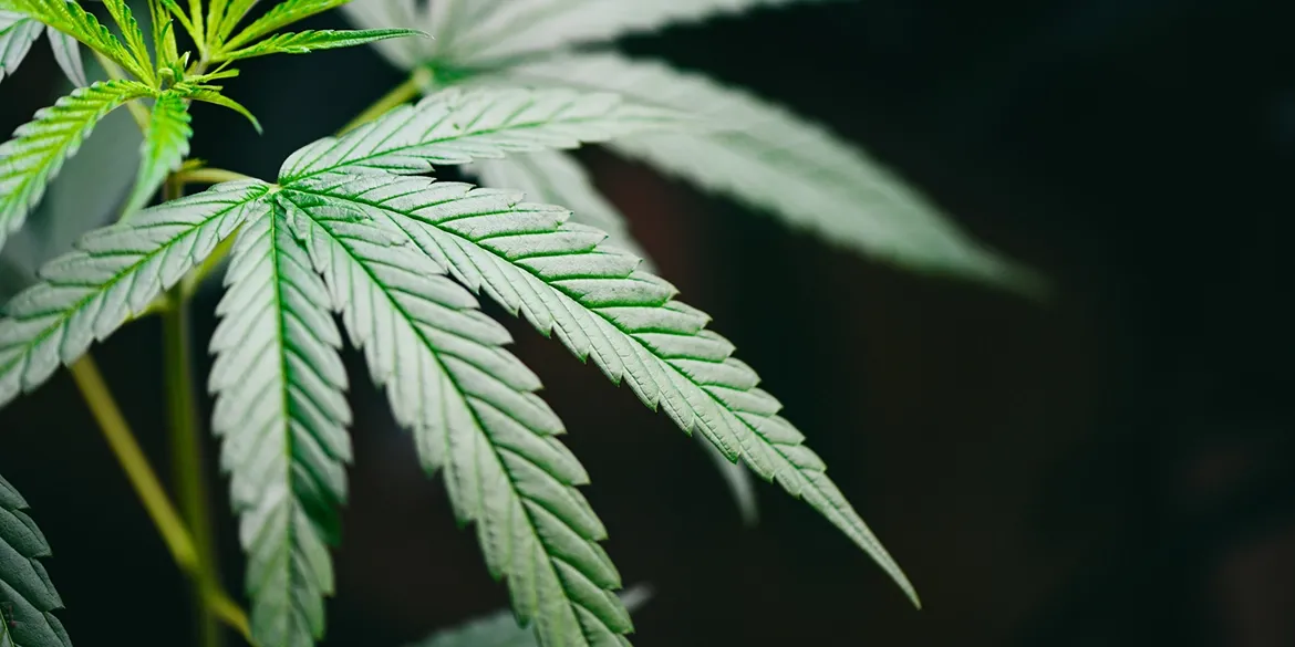 Cannabisblatt White Widow vor schwarzem Hintergrund
