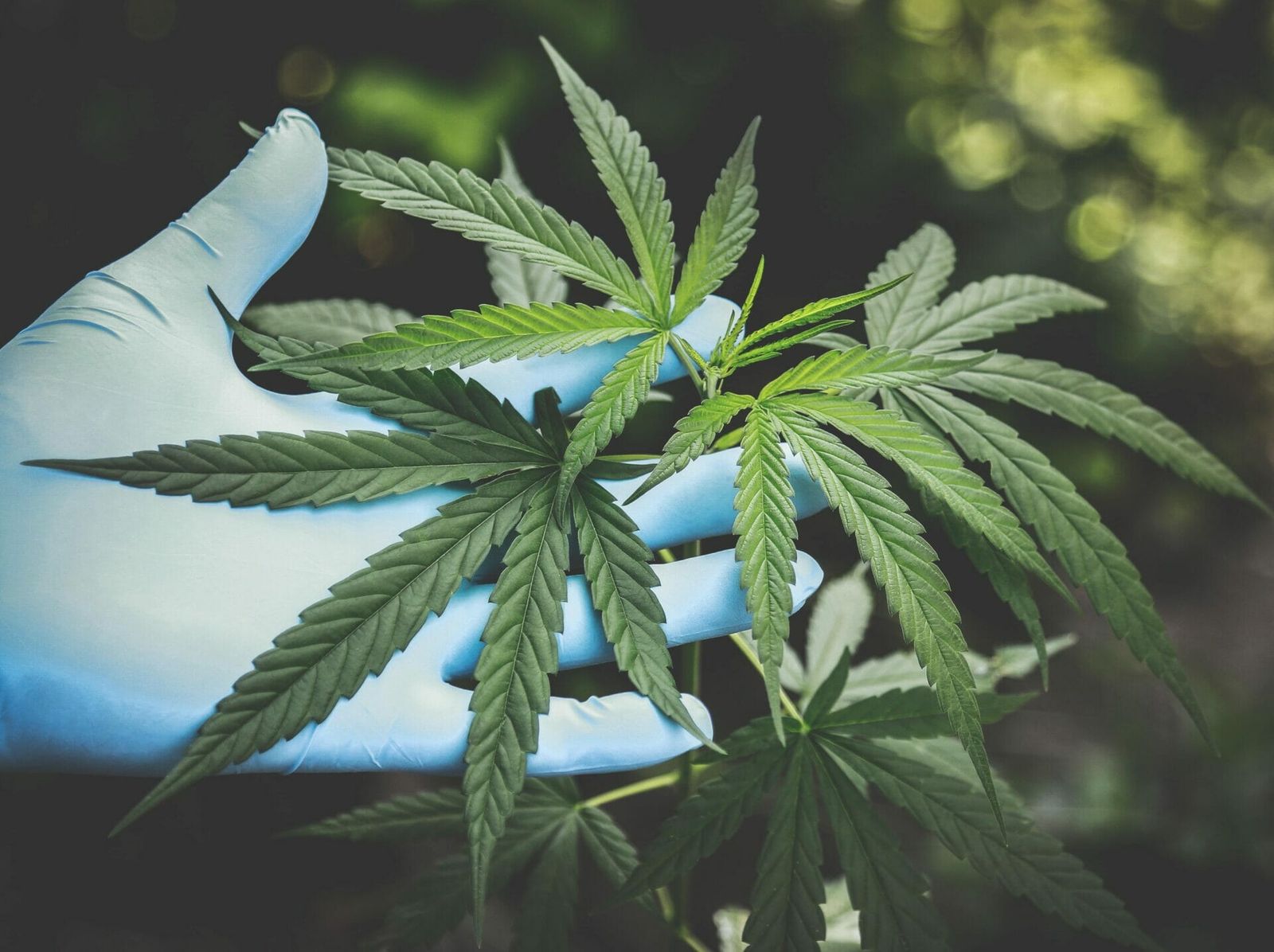 Cannabisblüte mit hygienischem Handschuh