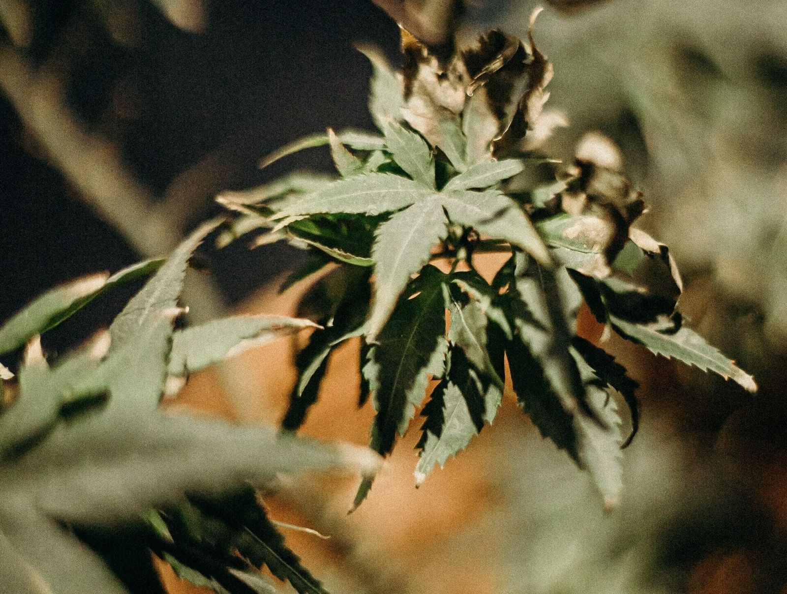 Cannabispflanze