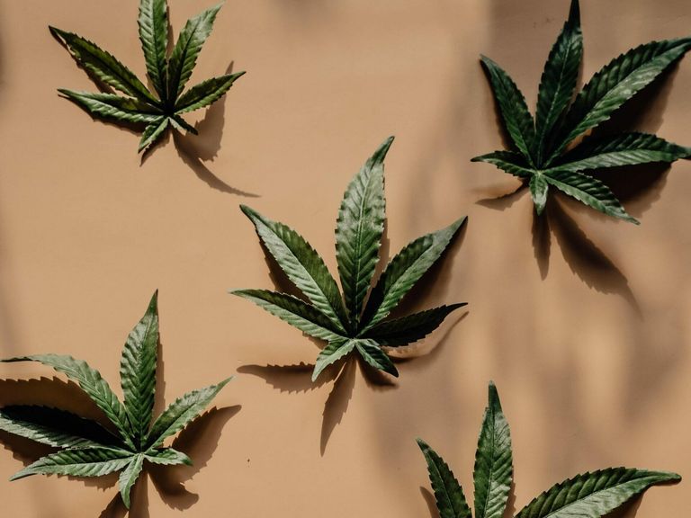 Cannabis Gorilla Glue