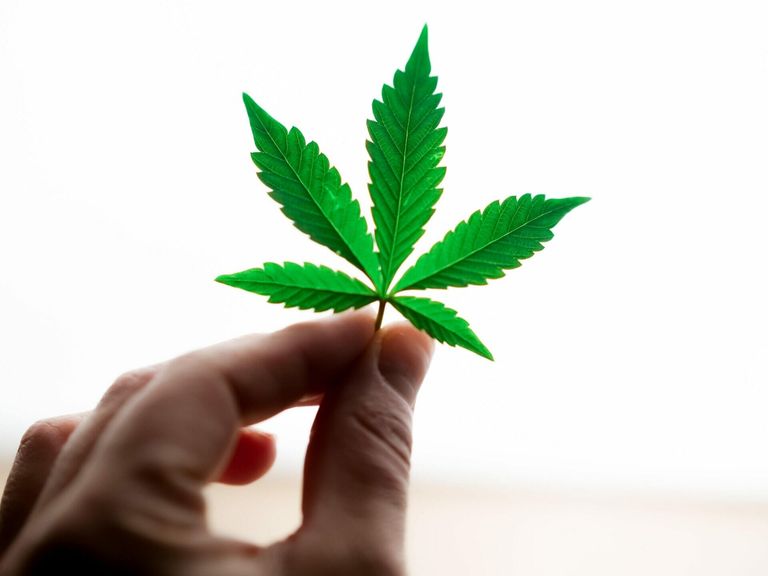 Was ist die Cannabisagentur?