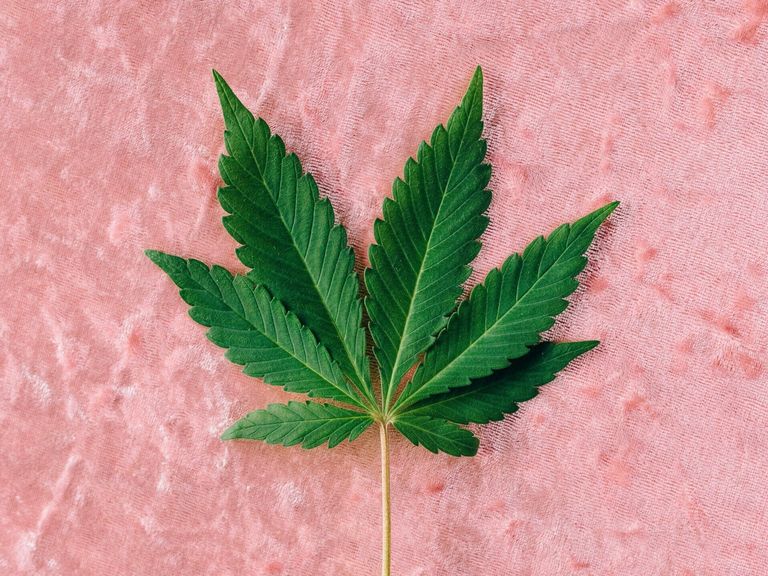 Bestrahlung von med. Cannabisblüten