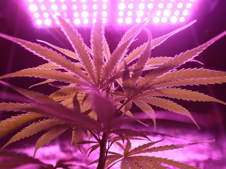 Live-Bestände unserer Cannabisprodukte