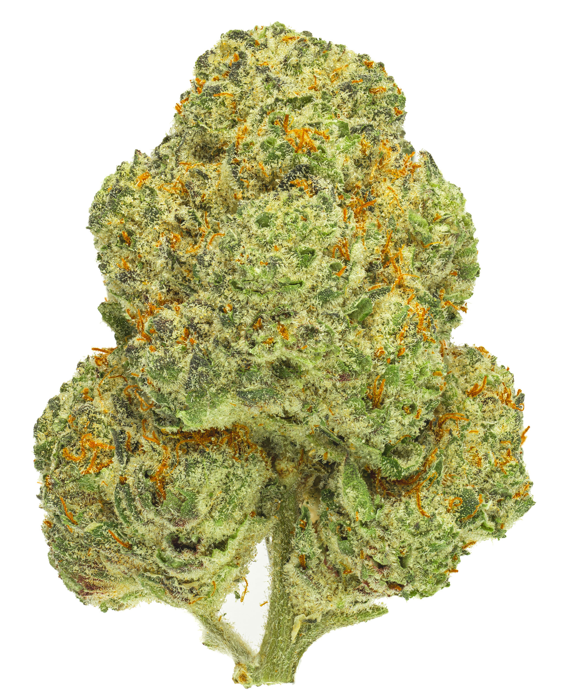 Pedanios 28/1 CMK-CA (Chemango Kush)